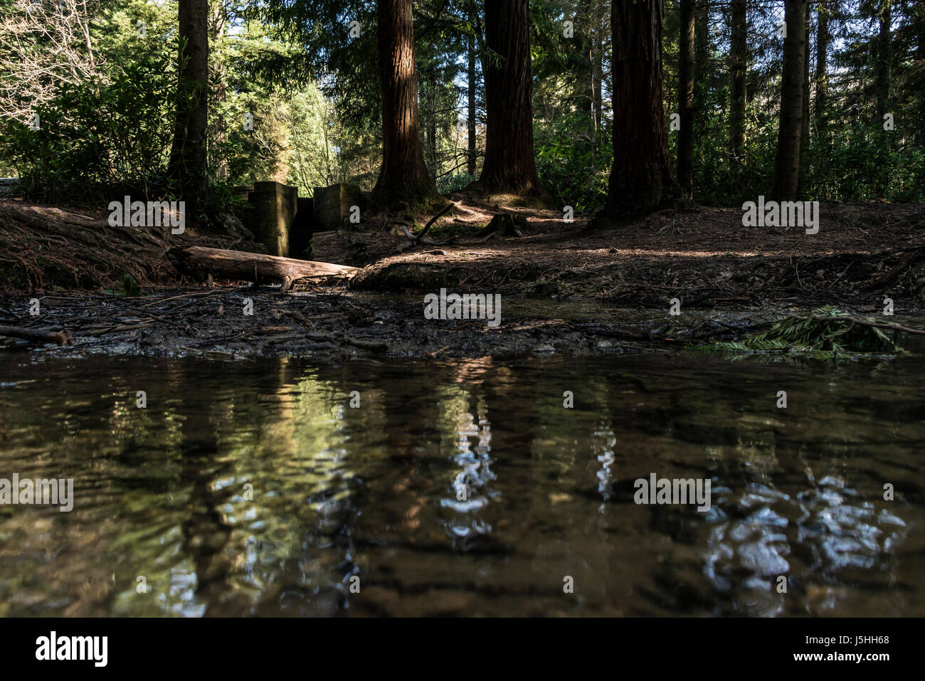 Partie de système de gestion de l'eau dans la forêt de Longleat menant au lac de Shearwater Banque D'Images