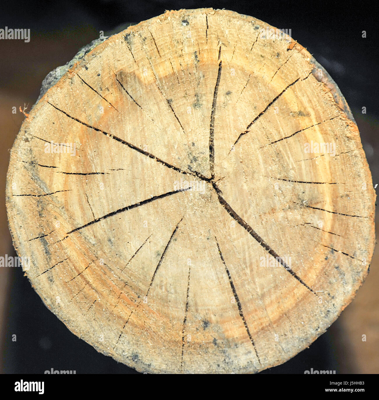 Vue de dessus d'une souche d'arbre isolé sur fissures radiales d'arrière-plan Banque D'Images