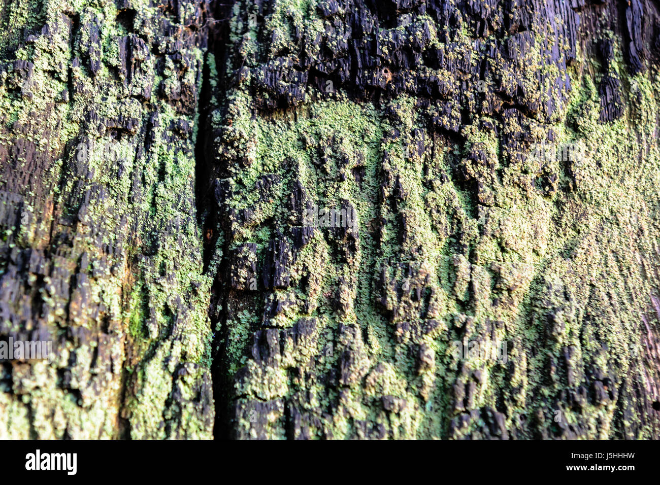 Wood texture background Close-up de vieux bois mort qui est taché et dénoyautées avec une surface rugueuse. Banque D'Images
