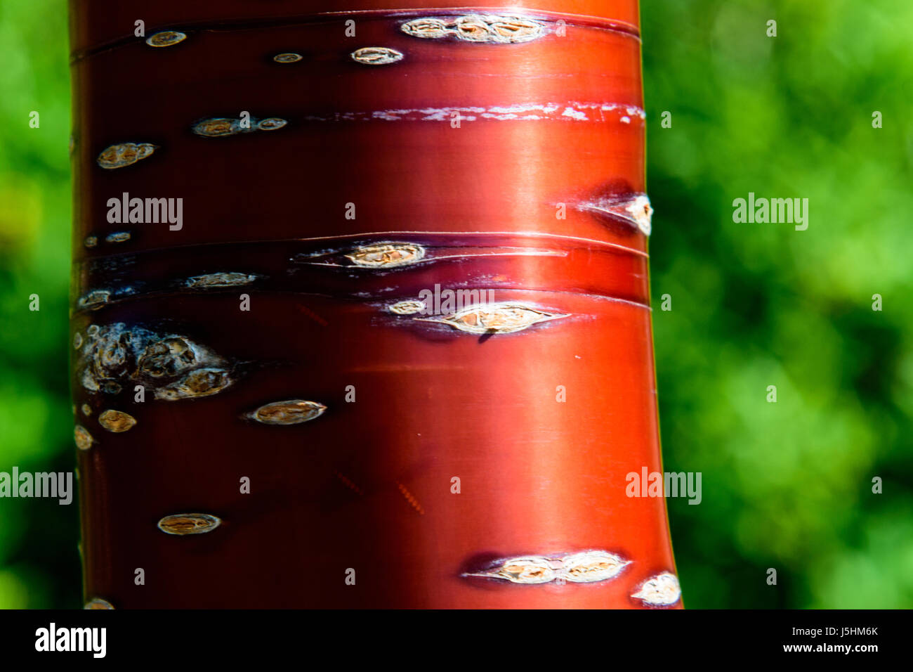 Cherry Tree tibétain Prunus serrula} { Banque D'Images
