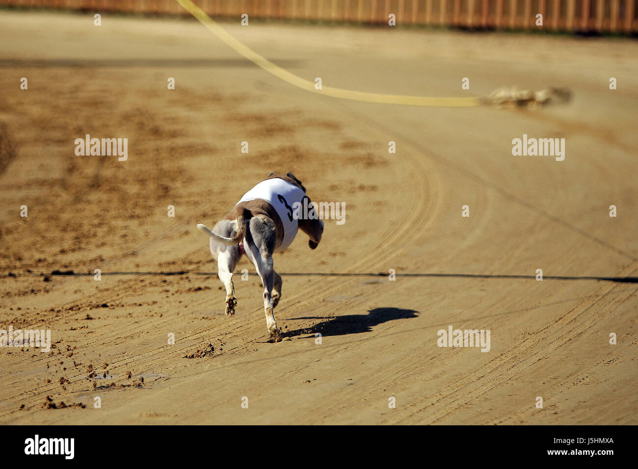 Chien chiens appâts lièvre chasse piste hippodrome lévriers greyhound dash rendez Banque D'Images