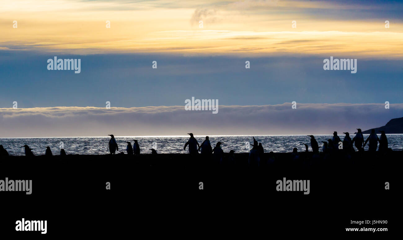 Silhouette de King et gentoo pengins sur St Andrews bay, Îles Géorgie du Sud, au lever du soleil Banque D'Images