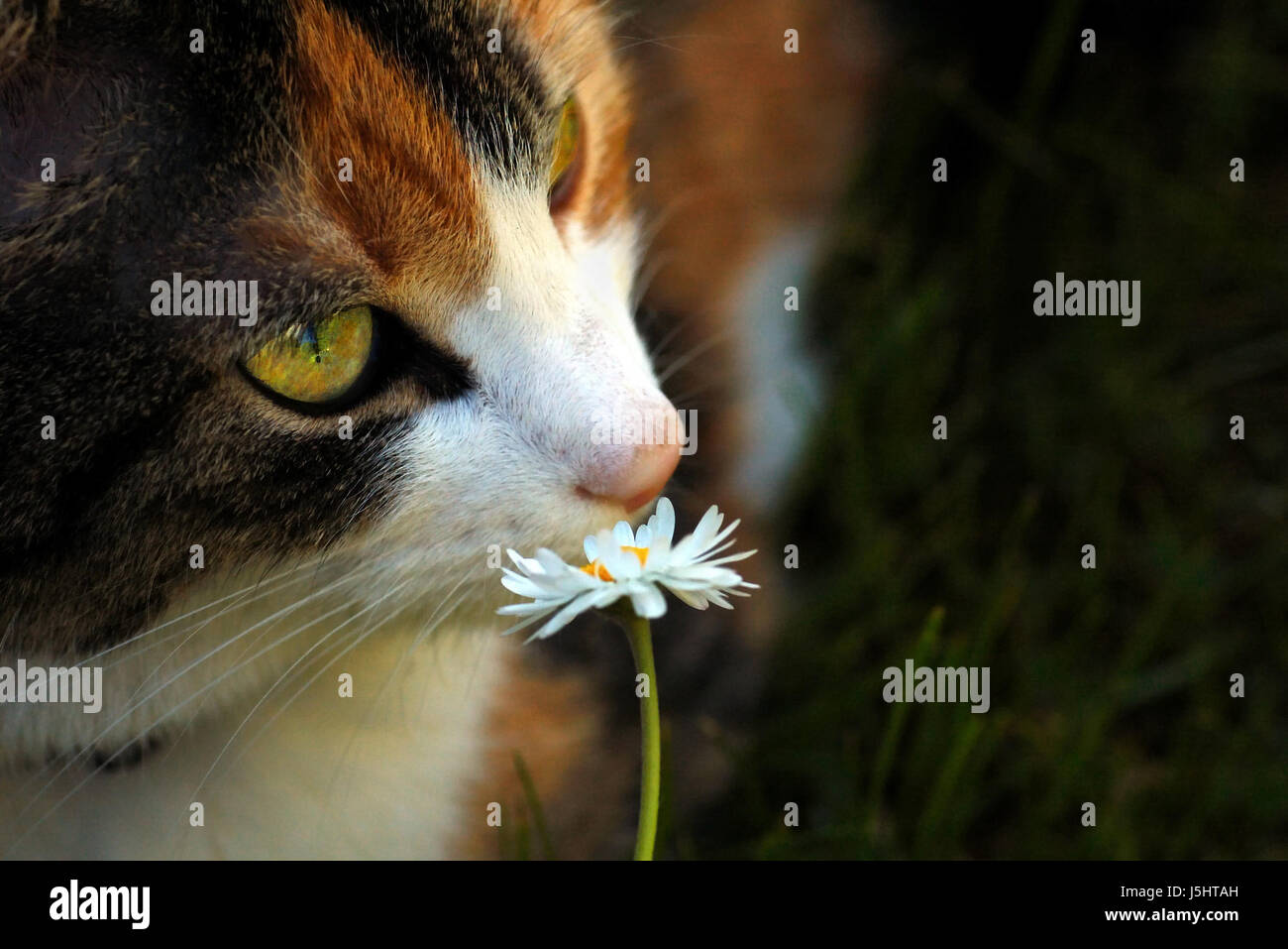 Yeux de chat yeux animaux format paysage odeur daisy sniff meadow pussycat cat Banque D'Images