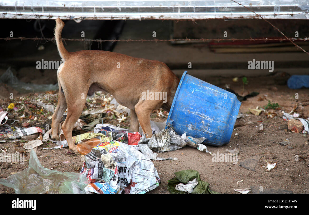 Mammifère animal chien la faim la saleté de la benne à ordures engloutir gorge dévorer vous pouvez masquer Banque D'Images