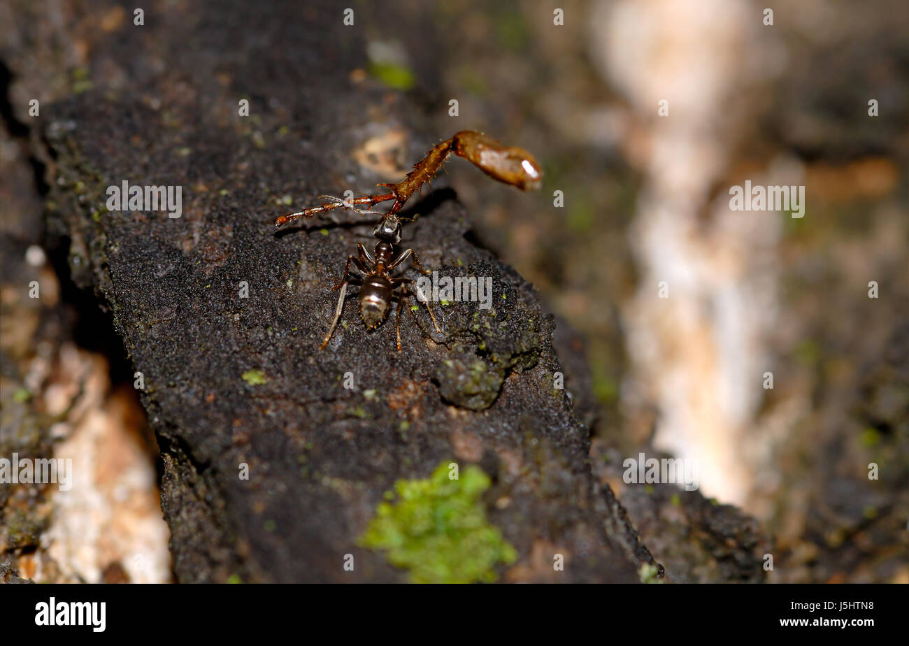 Macro Macro close-up admission vue en gros insectes rampants arbres scrabble ant Banque D'Images