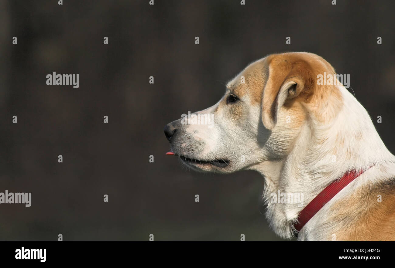 Portrait de la langue chien bâtard dapper accostage assez joliment plus joli ravissant Banque D'Images