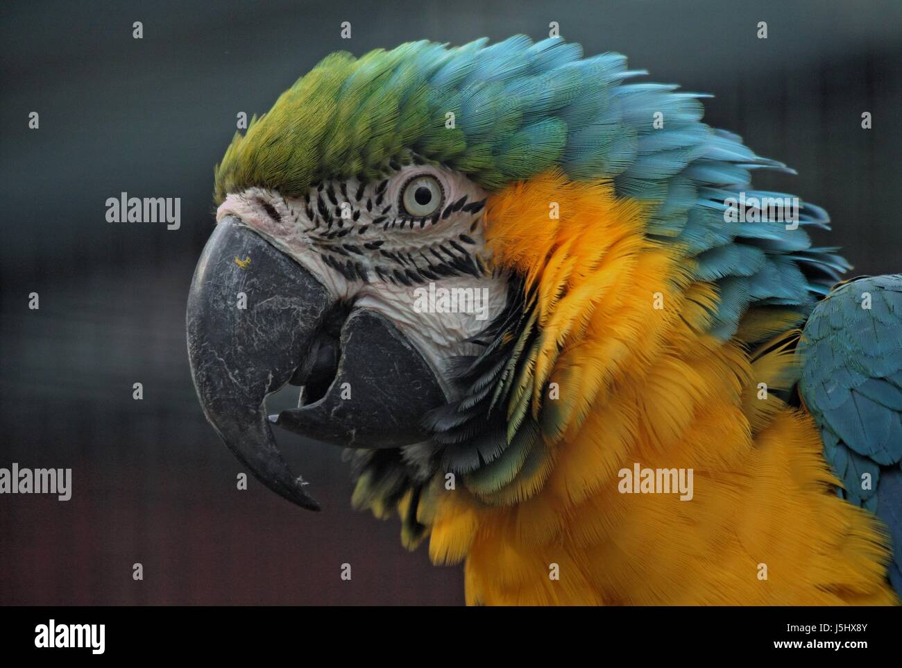 Animaux Animaux oiseaux oiseaux d'organes oeil portrait plumes pied Amérique Brésil bec Banque D'Images