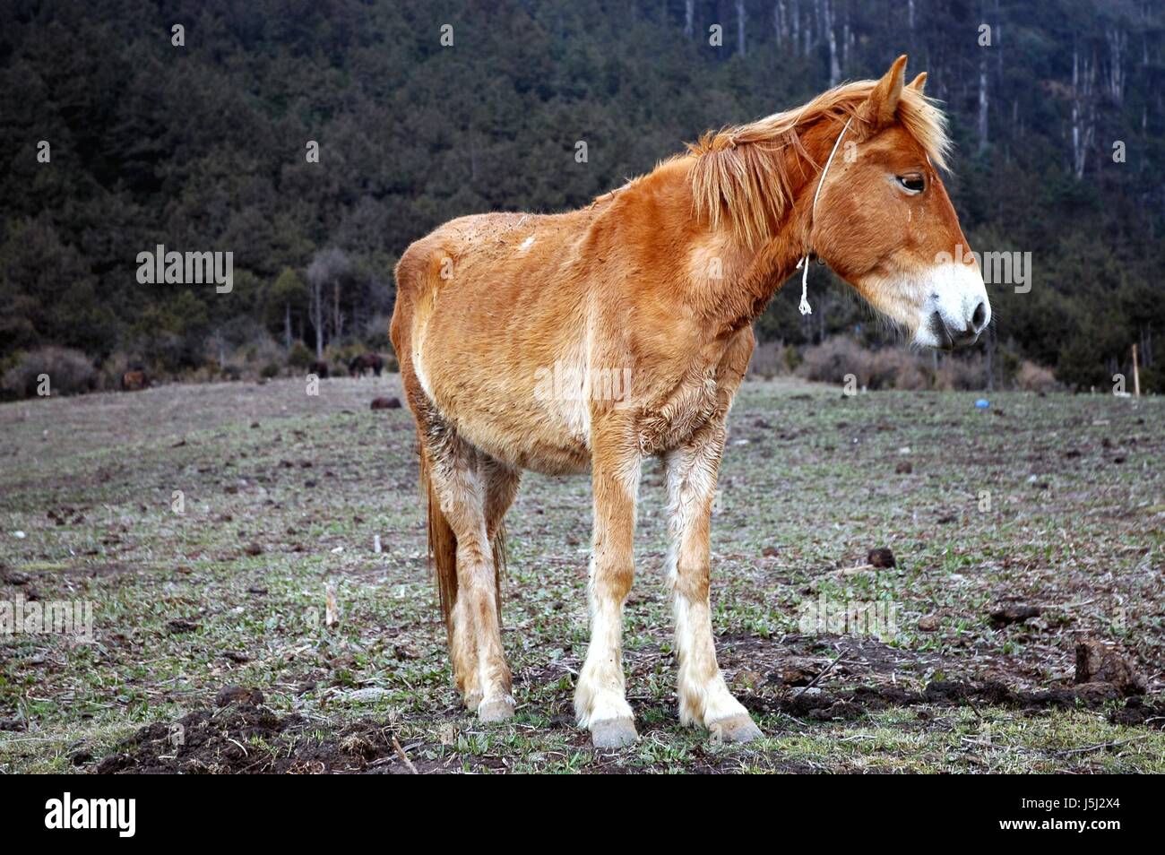 Mammifère animal Cheval poney bête de somme de l'haute pression Himalaya Bhoutan Banque D'Images