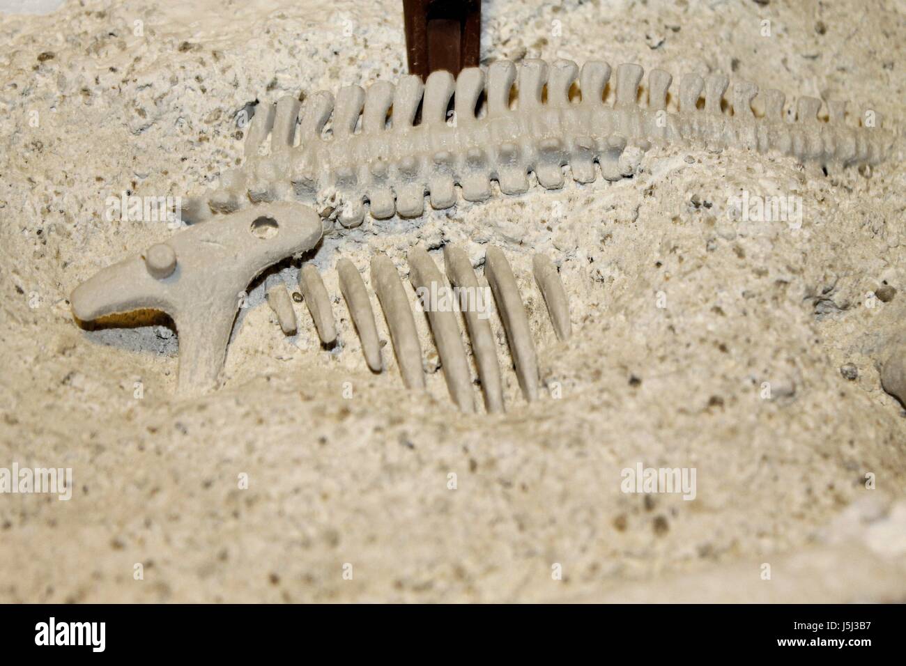 Fonctionnement Un archéologue fossile dans la pierre blanche Banque D'Images