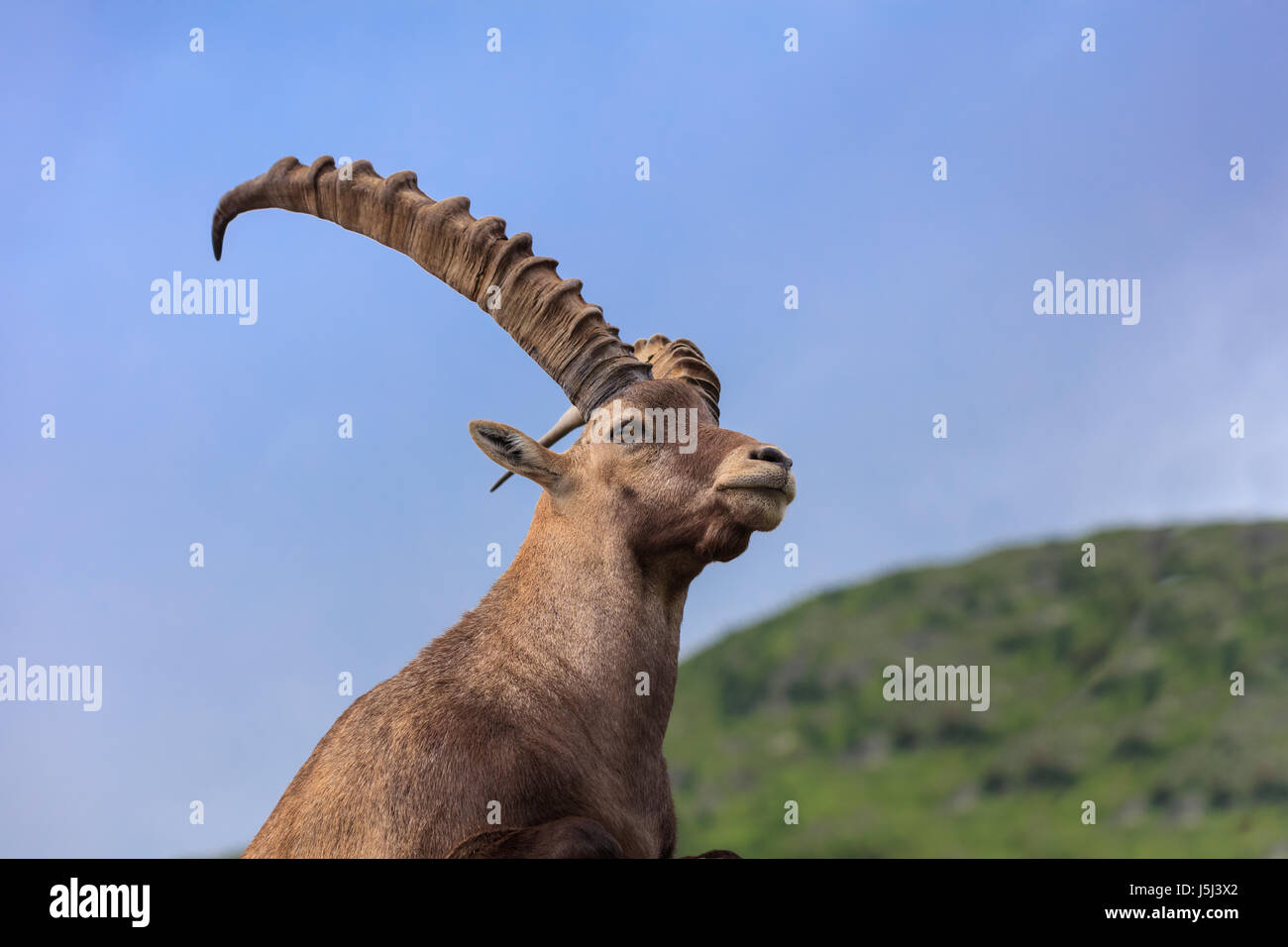 Libre homme Bouquetin des Alpes (Capra ibex) dans les montagnes des Alpes. Mont Blanc, France Banque D'Images