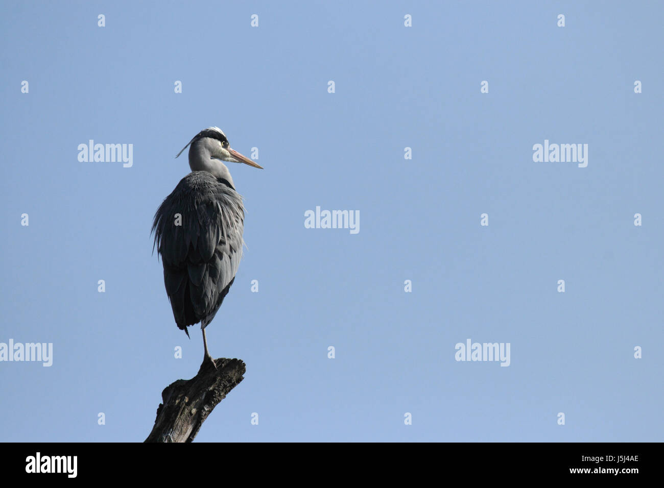 Direction générale des oiseaux oiseaux jambes long bec bec heron feather seul lonely gris gris Banque D'Images