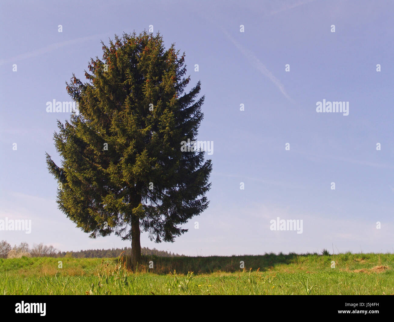 Arbre sapin sapin solitaire seul conifère à feuilles persistantes campagne paysage nature Banque D'Images