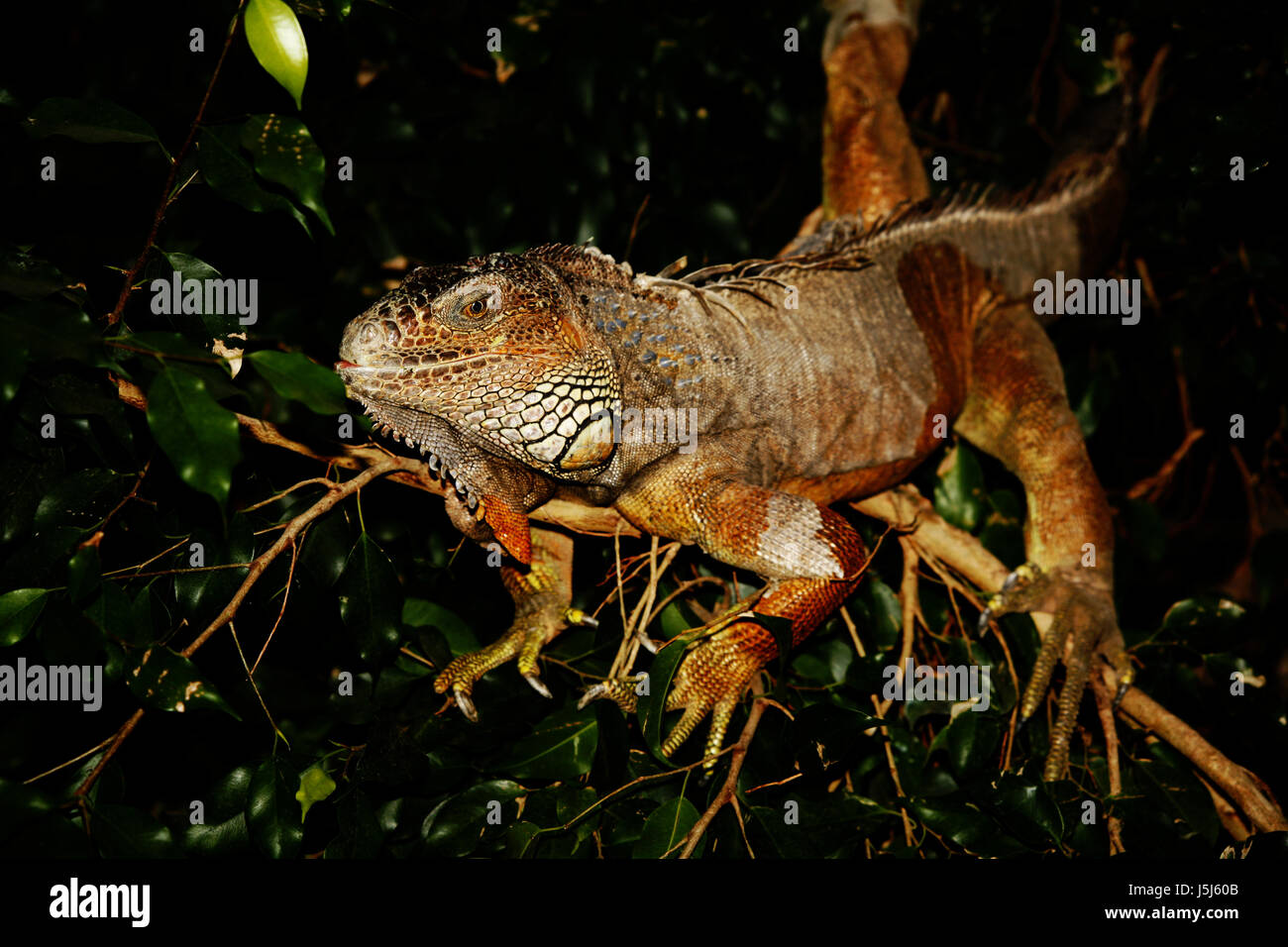 Arbre généalogique profil animaux reptile saurien quitte eye animal — free download