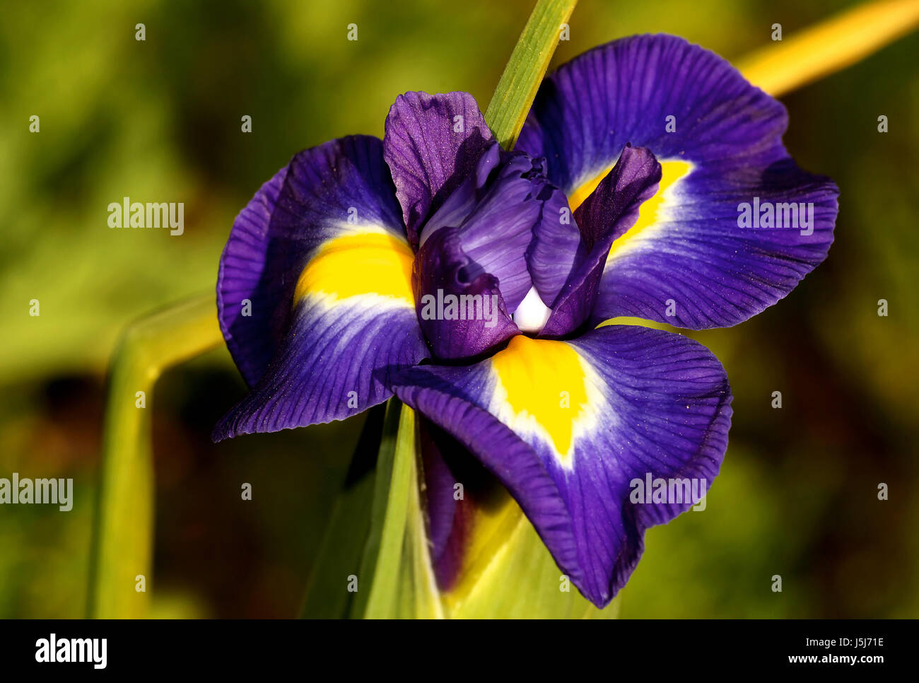 Macro close-up bleu admission macro vue en gros fleur plante lily en vert Banque D'Images