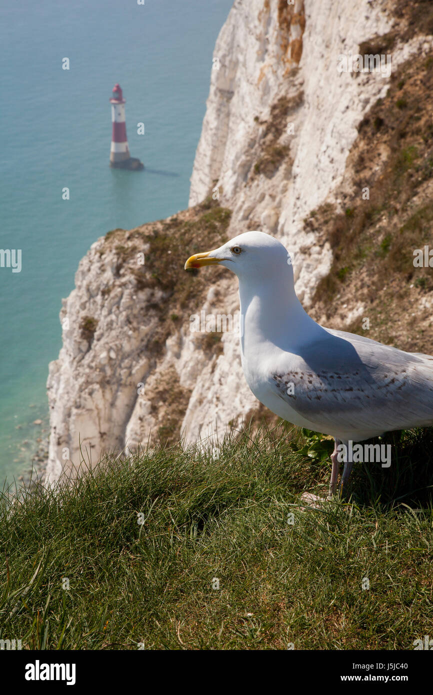 Gull à Beachy Head Lighthouse, Eastbourne Banque D'Images