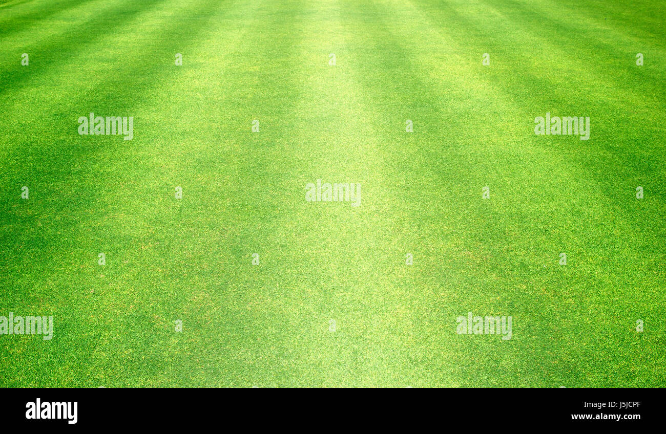 Fond d'herbe verte motif Golf pelouse fond texturé. Banque D'Images