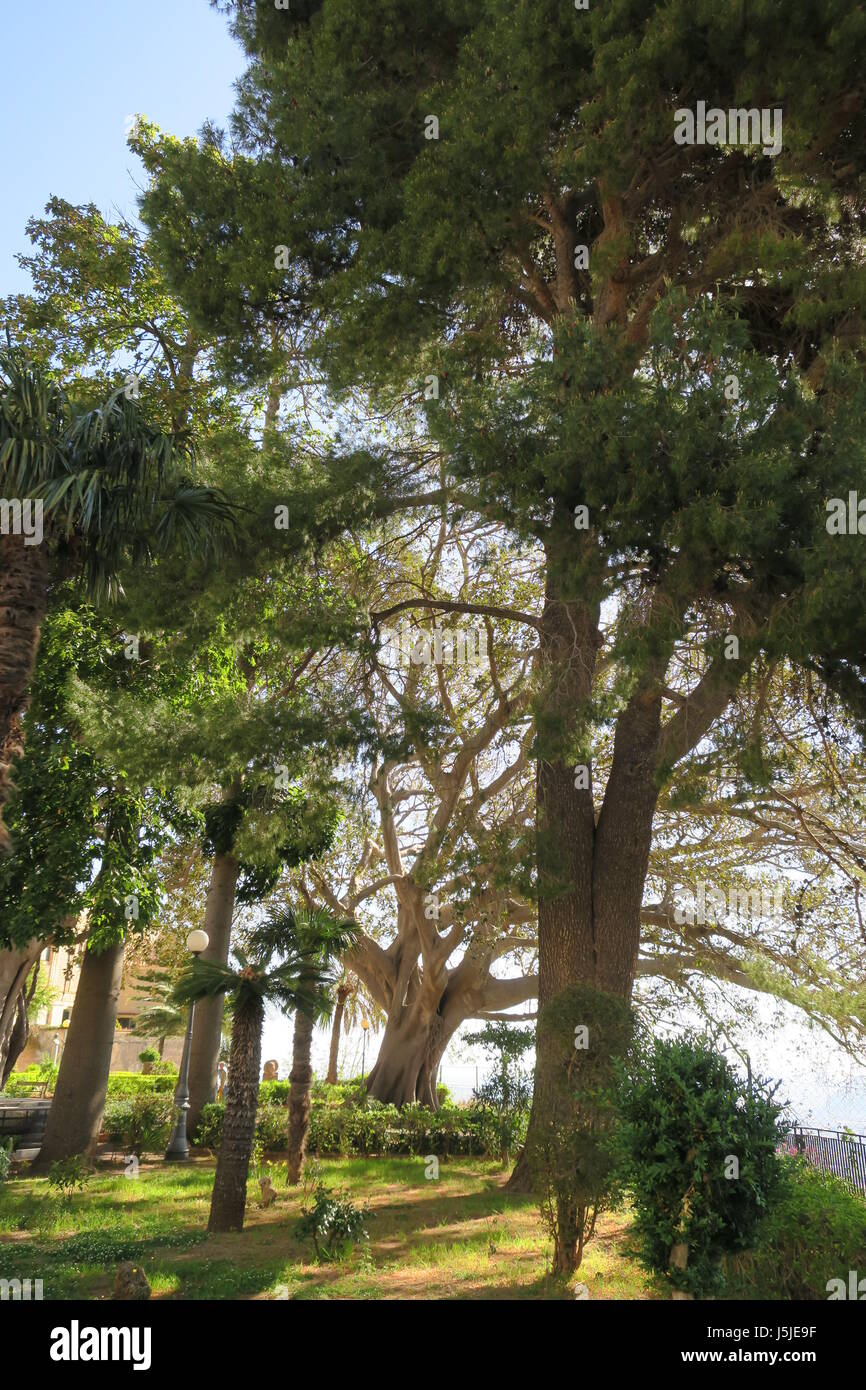 Monreale (murriali : sicilien) est une commune italienne de la province de Palerme. arbre intéressant Banque D'Images
