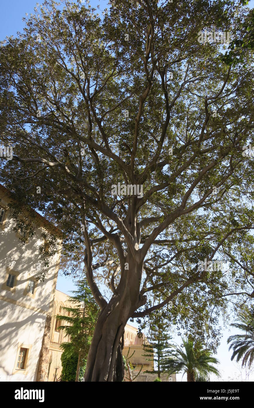 Monreale (murriali : sicilien) est une commune italienne de la province de Palerme. arbre intéressant Banque D'Images