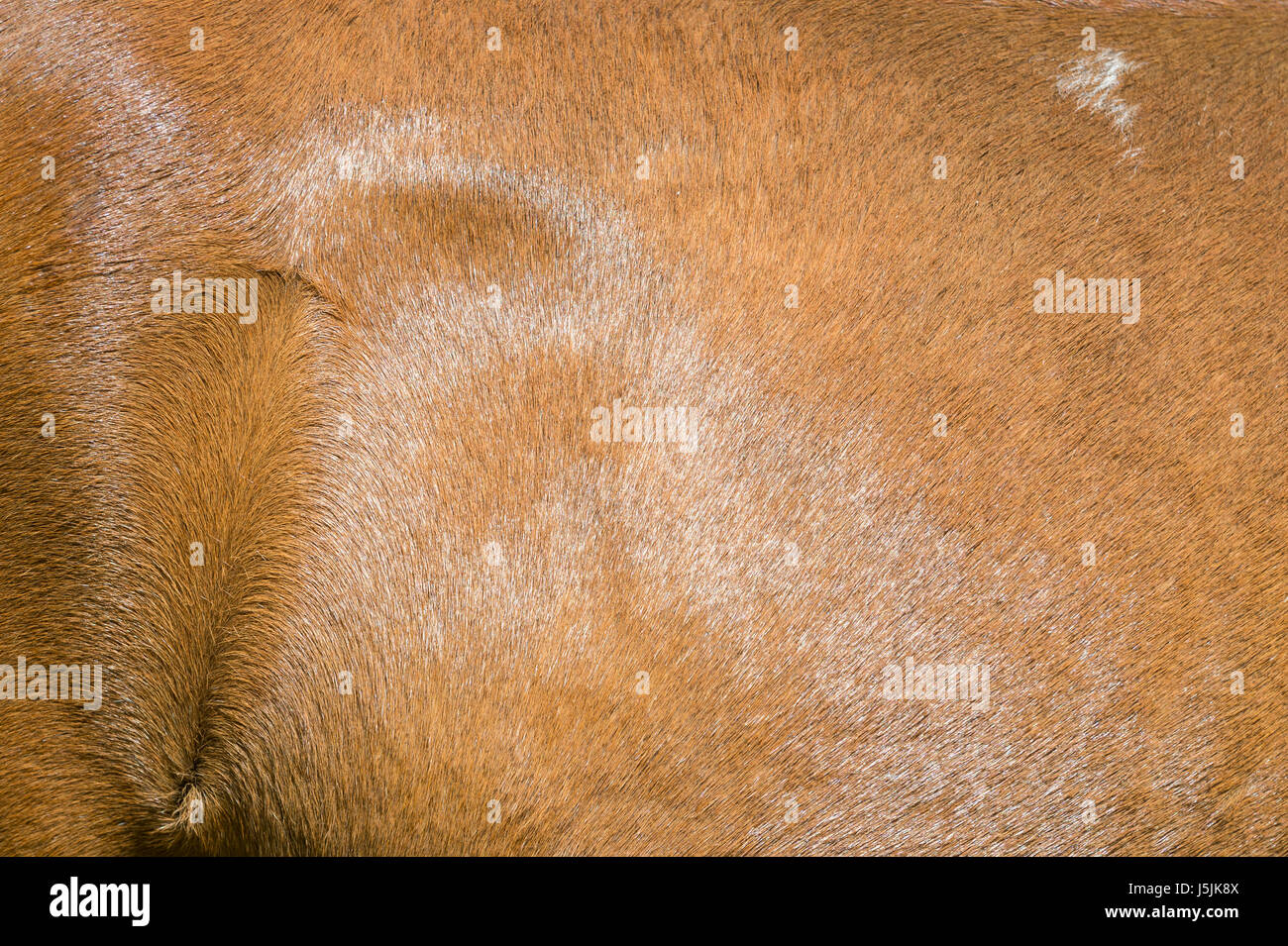 Abstract close-up du pelage brillant texturé d'un cheval alezan Banque D'Images