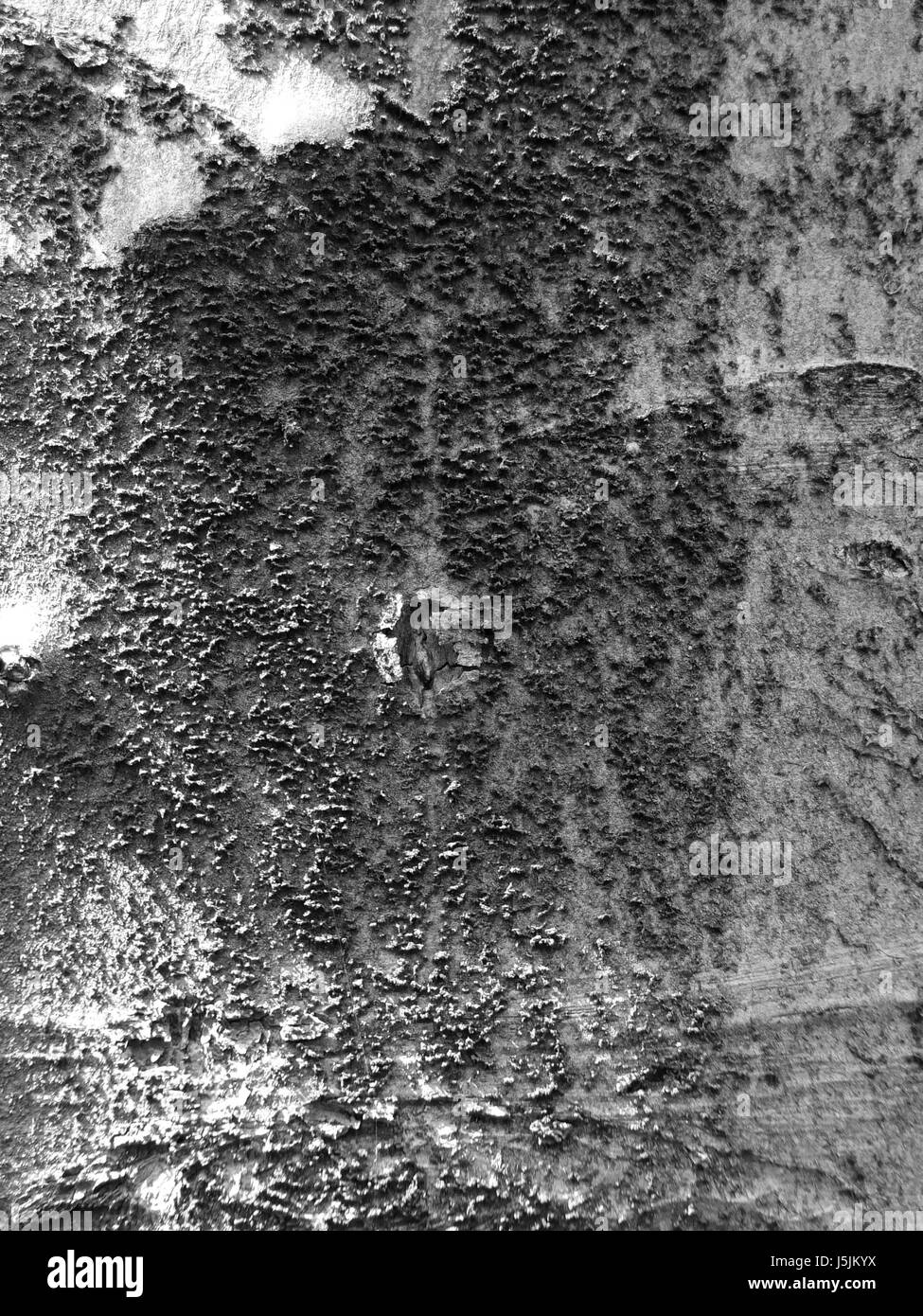 L'écorce de bouleau avec de la mousse sur le vieil arbre Banque D'Images