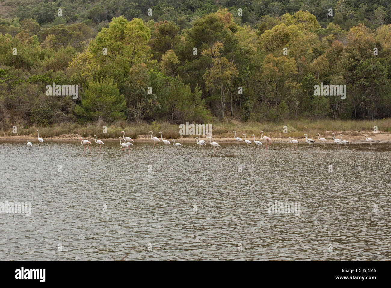 Flamants Roses dans un lac Banque D'Images