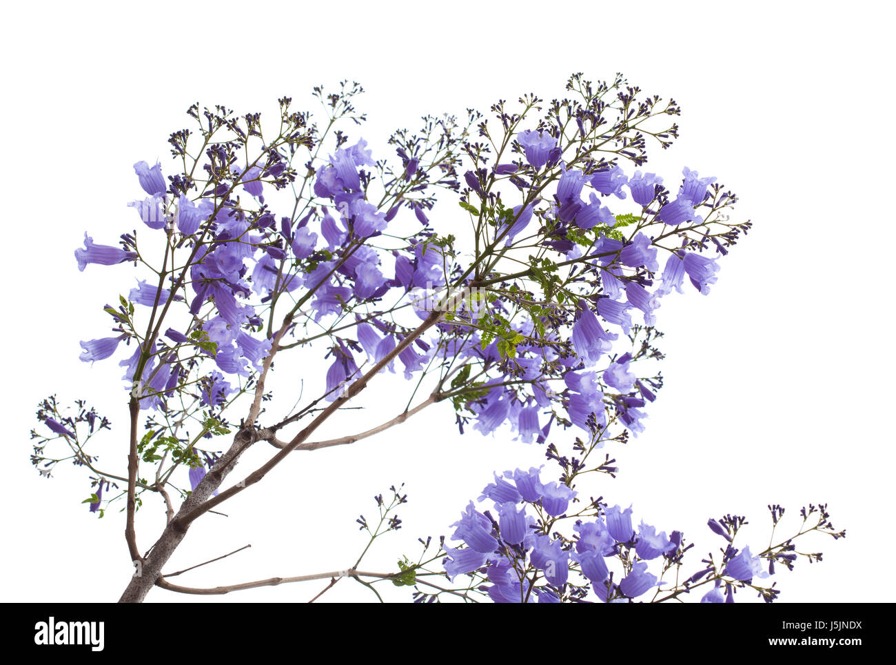 La floraison des jacarandas bleu isolé sur blanc bacground Banque D'Images