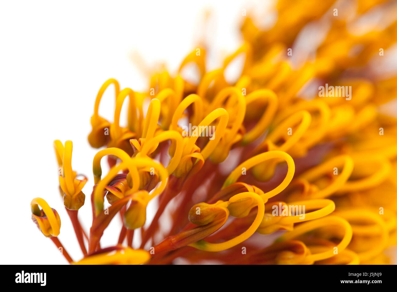 Fleurs de Grevillea robusta, soie, chêne isolé sur fond blanc Banque D'Images