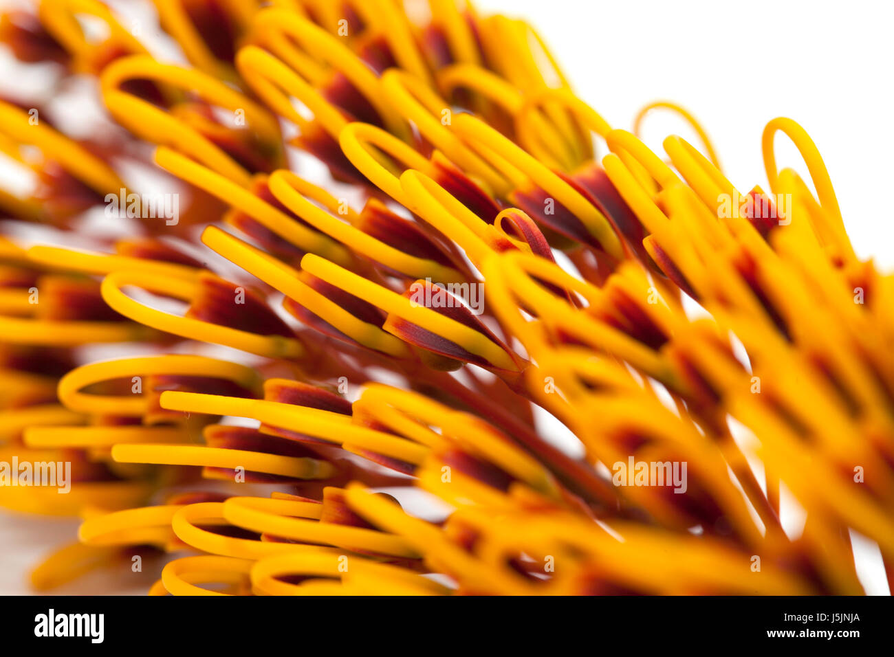 Fleurs de Grevillea robusta, soie, chêne isolé sur fond blanc Banque D'Images