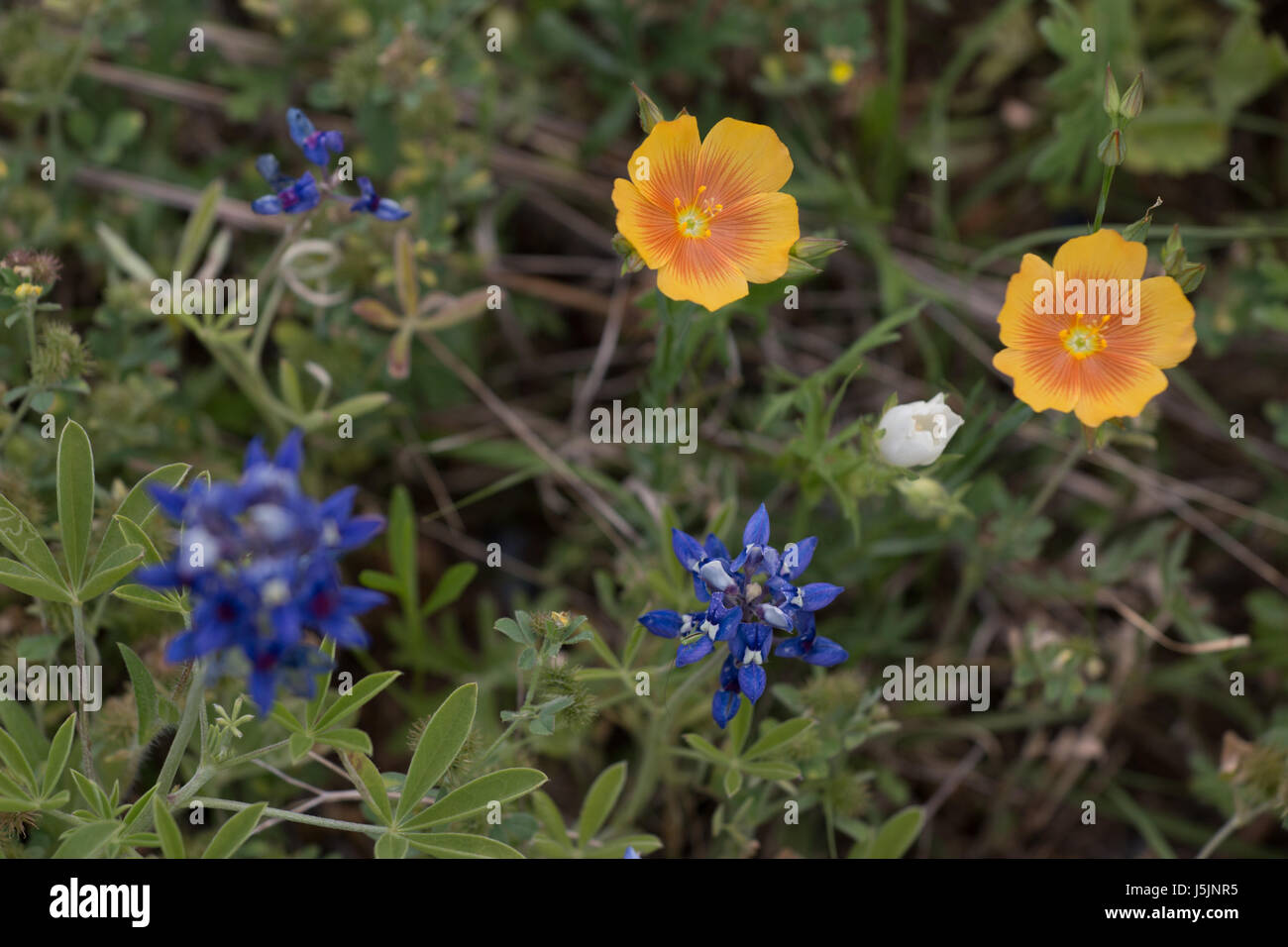 Vue de dessus de quatre types de fleurs sauvages au Texas Banque D'Images