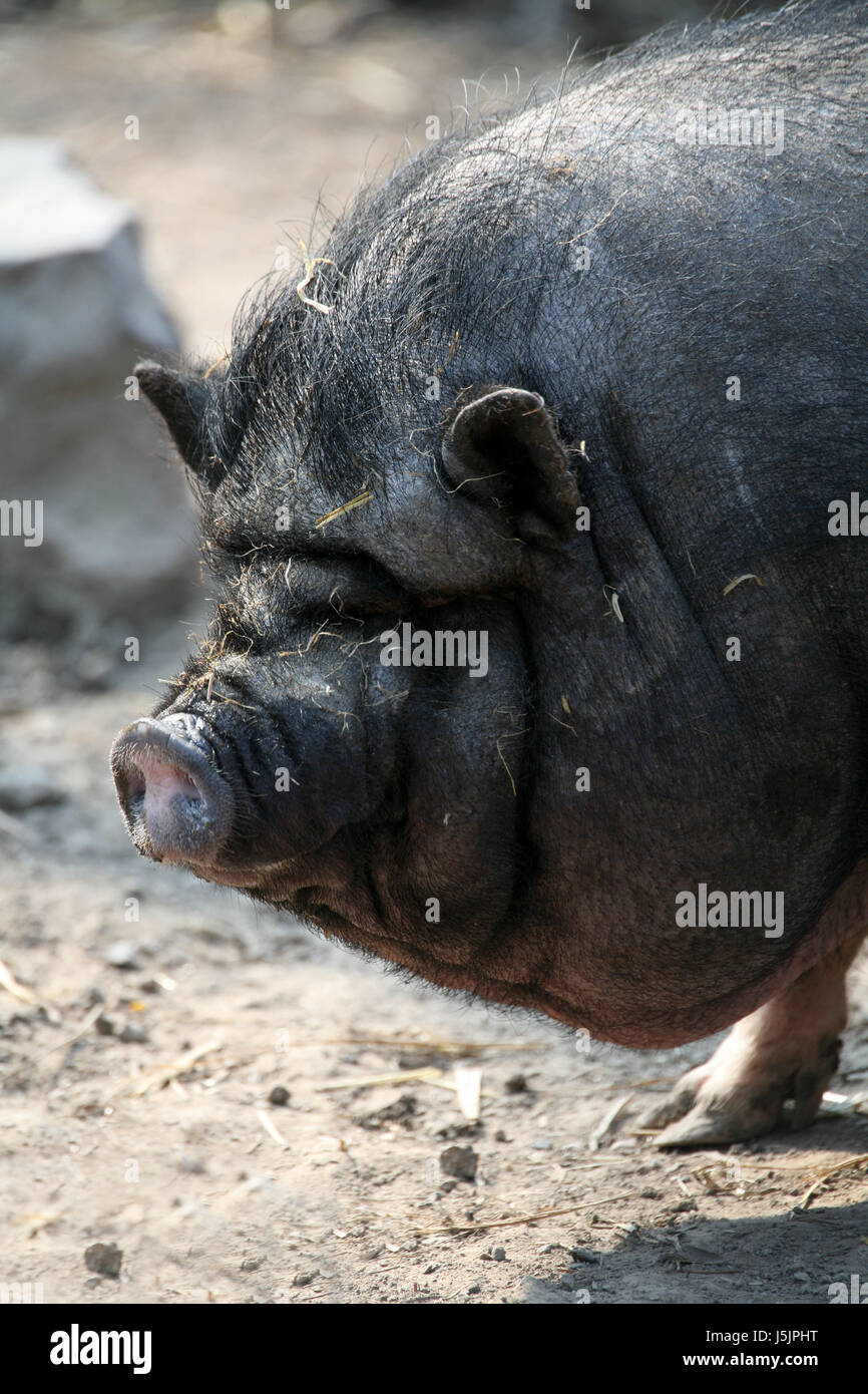 Asie animal asiatique poilue nez Viet nam vietnam proboscis hérissés de  poils Photo Stock - Alamy