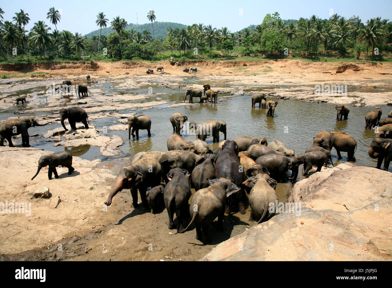 Boire boire bavoirs animaux mammifères asie the glove éléphants communauté actualiser Banque D'Images