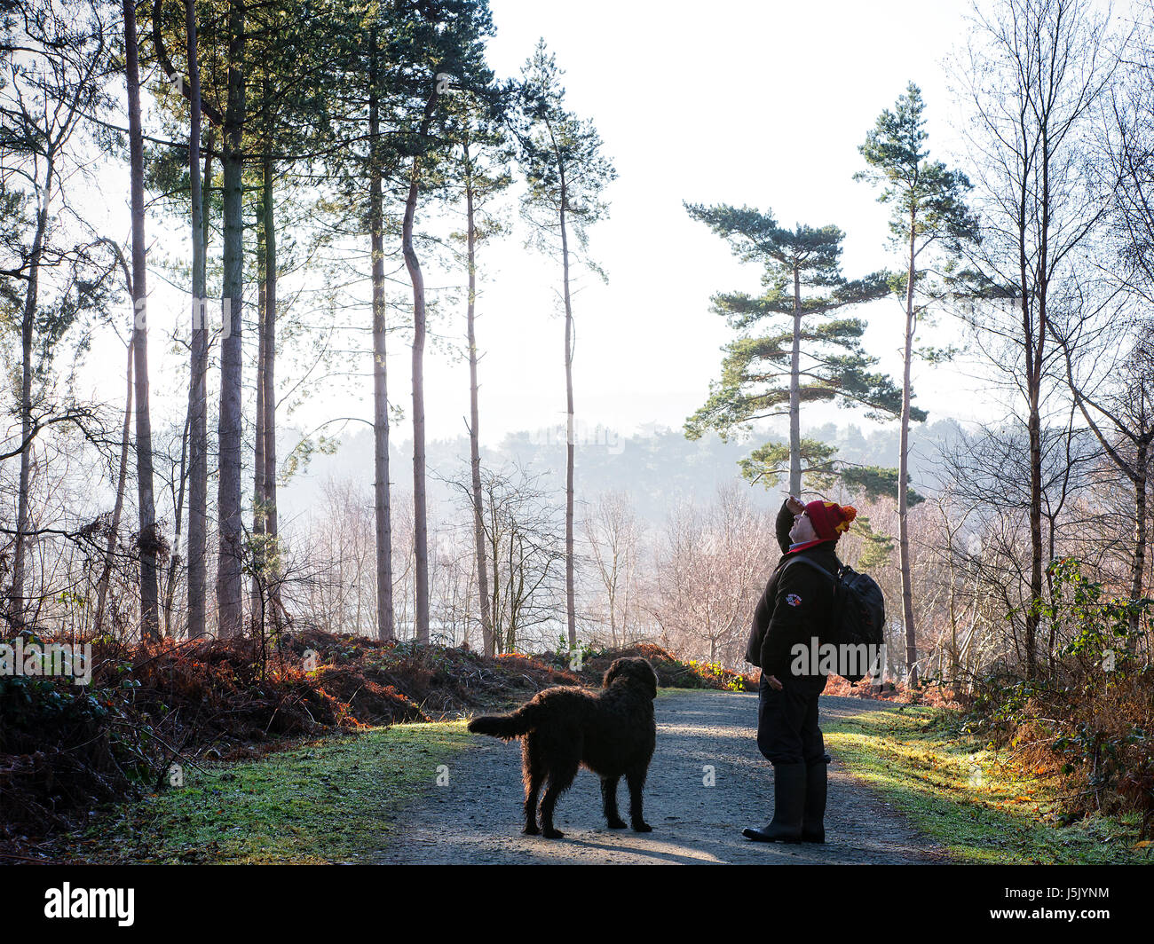 Walker mâle avec un sac à dos et Labradoodle chien regardant les arbres dans la brume matinale à Delamere Forest, Delamere, Northwich, Cheshire Banque D'Images