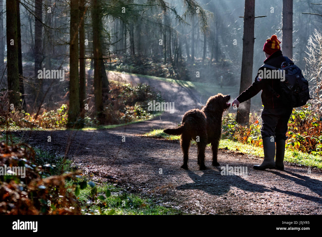 Walker mâle avec un sac à dos et Labradoodle chien marche le long d'une piste dans la brume matinale à Delamere Forest, Delamere, Northwich, Cheshire Banque D'Images