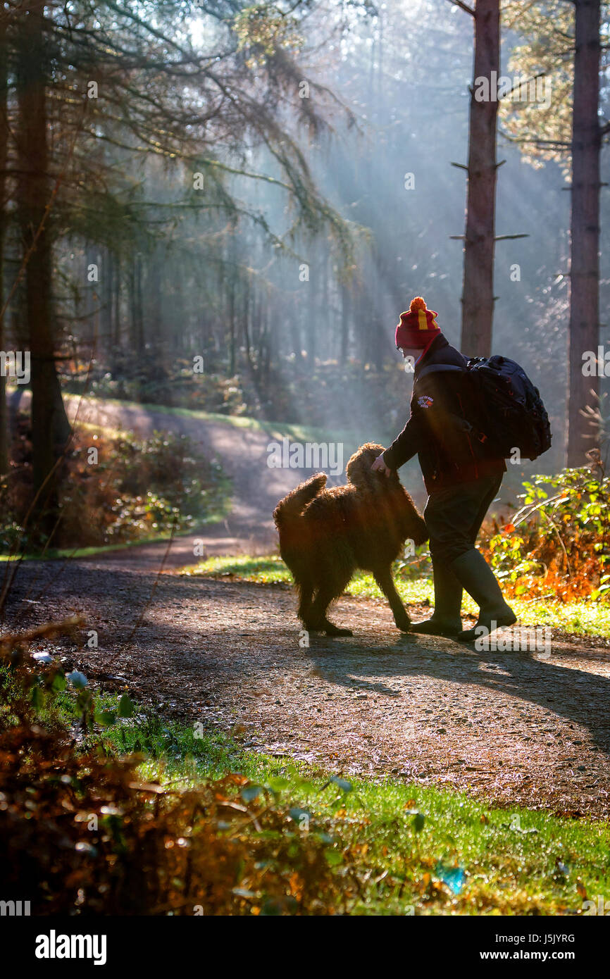 Walker mâle avec un sac à dos en jouant avec son chien Labradoodle en début de matinée de brume à Delamere Forest, Delamere, Northwich, Cheshire Banque D'Images