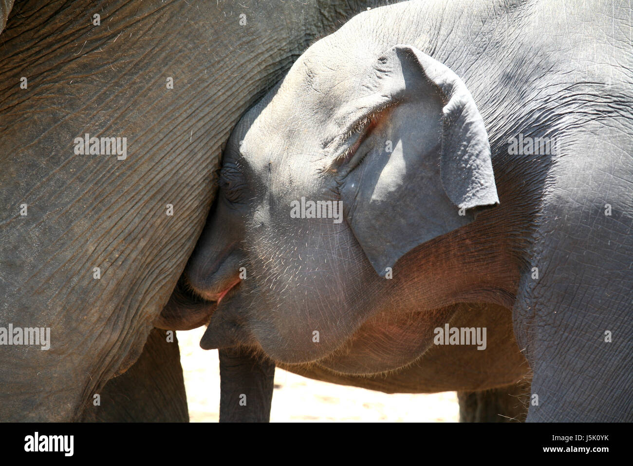 Aliment alimentaire boire boire bavoirs mammifère animal fourrage lait d'éléphants de la faim Banque D'Images