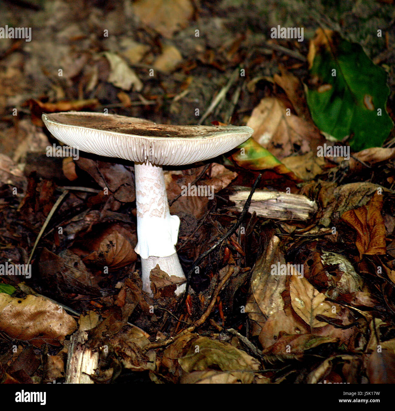 Fourrage danger parapluie moss champignon agaric couvercle caché recueillir poison Banque D'Images