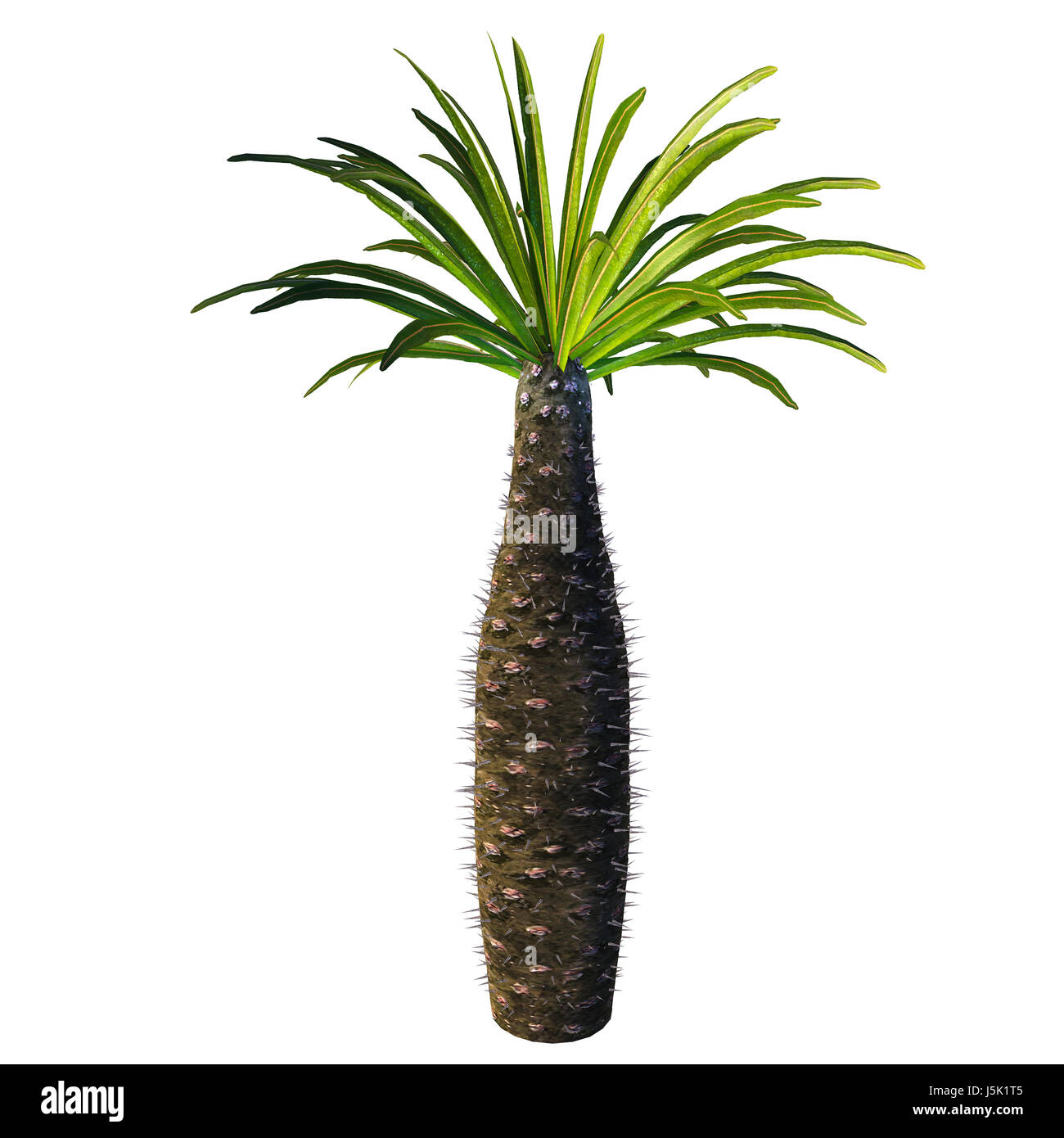 Arbre bouteille africaine - Pachypodium est un genre de plante qui vit dans les arbres de l'Afrique dans des conditions sèches et arides sur Madagascar et le continent. Banque D'Images