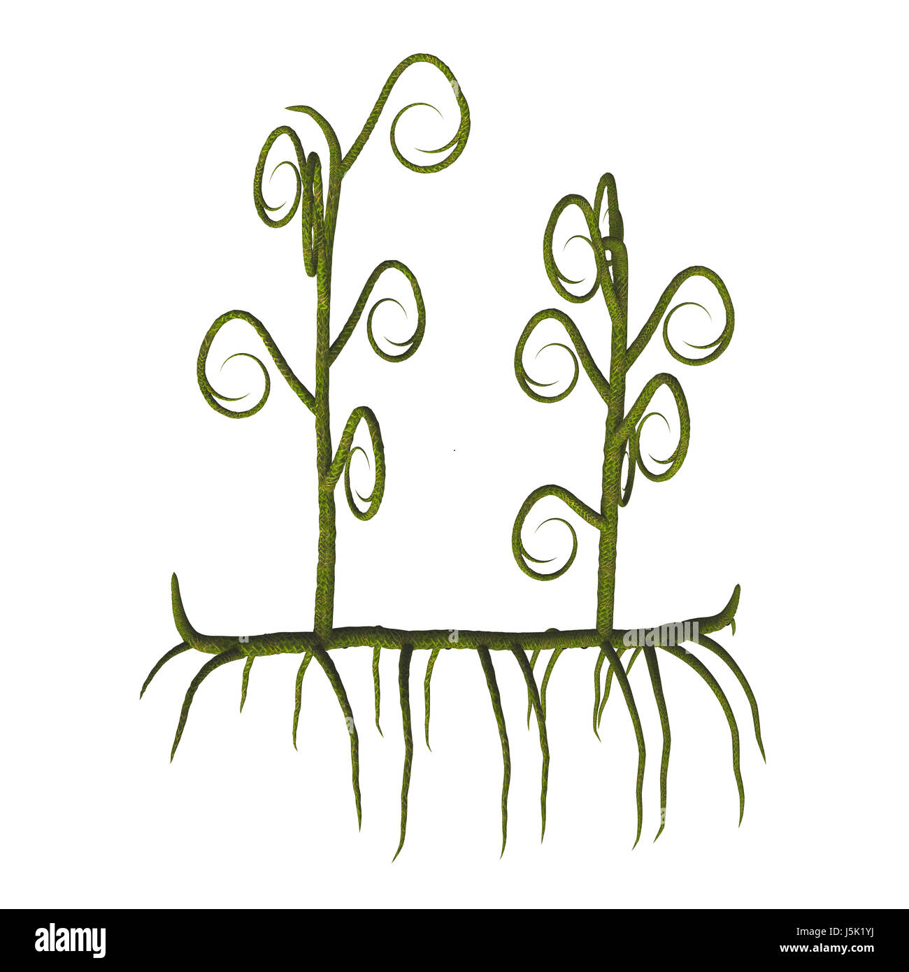 Plantes - Asteroxylon Asteroxylon sp est l'une des premières et des lycopodes vivaient dans le Dévonien au début du Carbonifère. Banque D'Images