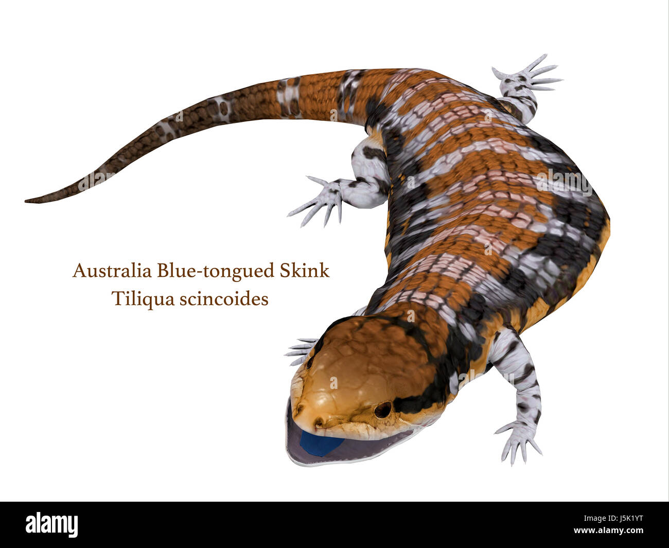 L'Australie Blue-tongued Skink avec police - l'Australie Blue-tongued Skink est un gros lézard terrestre qui est actif pendant la journée et omnivore. Banque D'Images