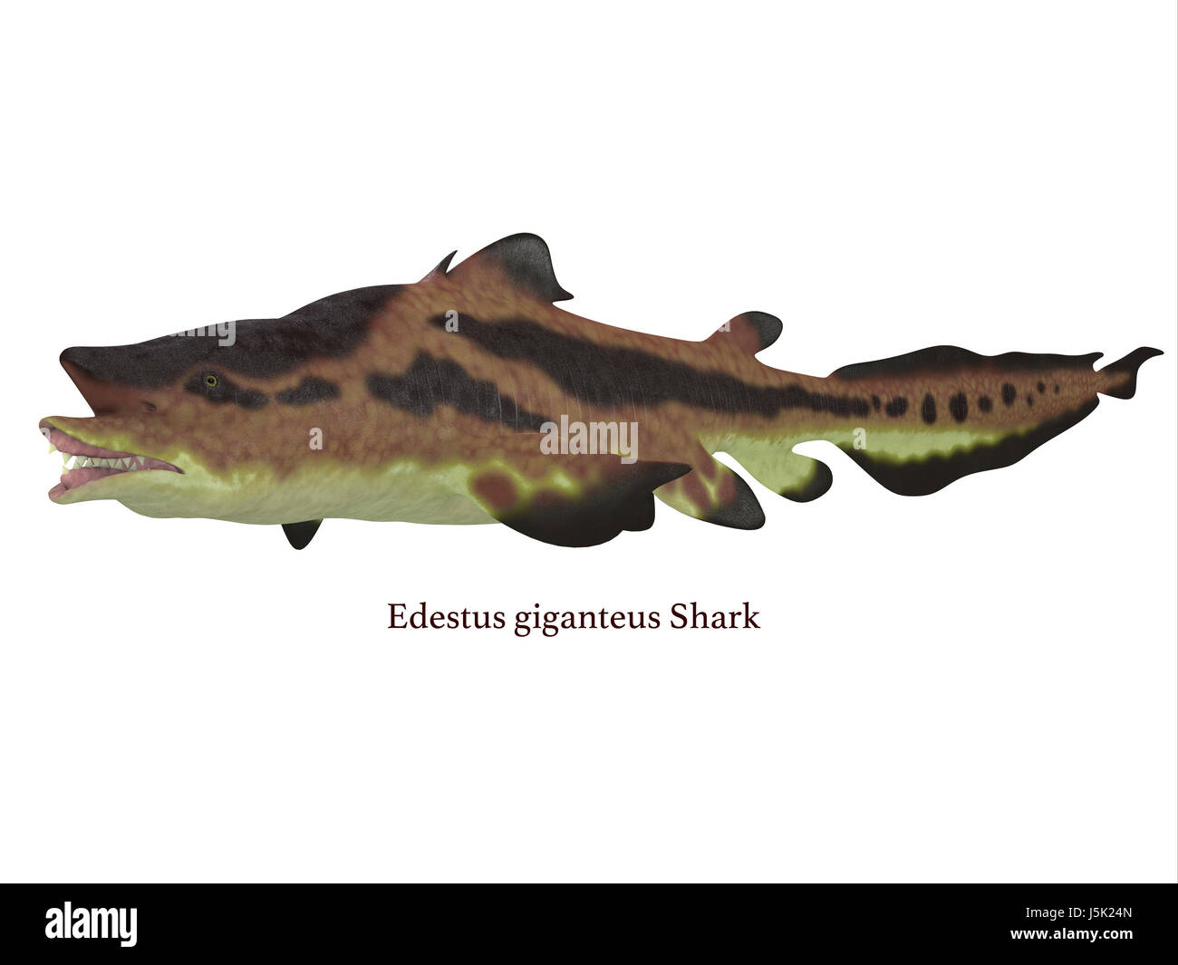 Edestus shark vivaient dans des mers de la période carbonifère en Amérique du Nord, l'Angleterre et la Russie. Banque D'Images