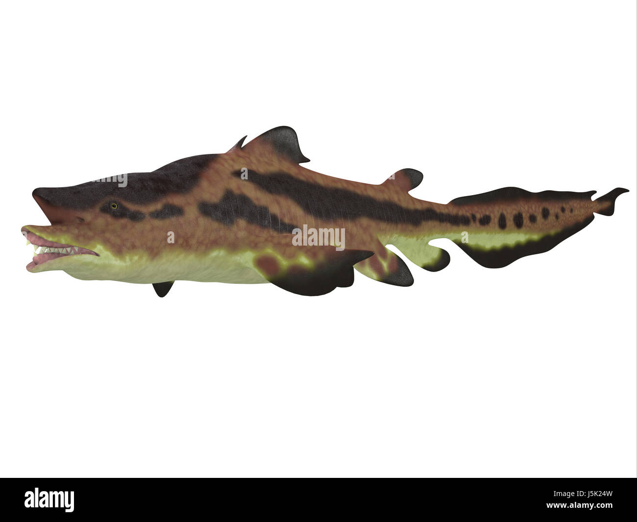 Edestus shark vivaient dans des mers de la période carbonifère en Amérique du Nord, l'Angleterre et la Russie. Banque D'Images