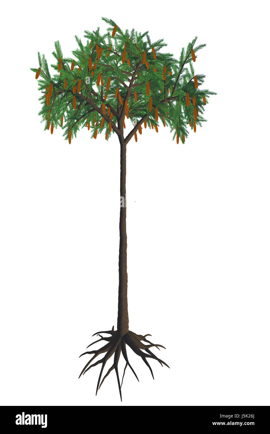 Lepidodendron aculeatum - Lepidodendron était un géant qui a formé l'arbre lycopod immenses forêts du Carbonifère au Permien Périodes. Banque D'Images