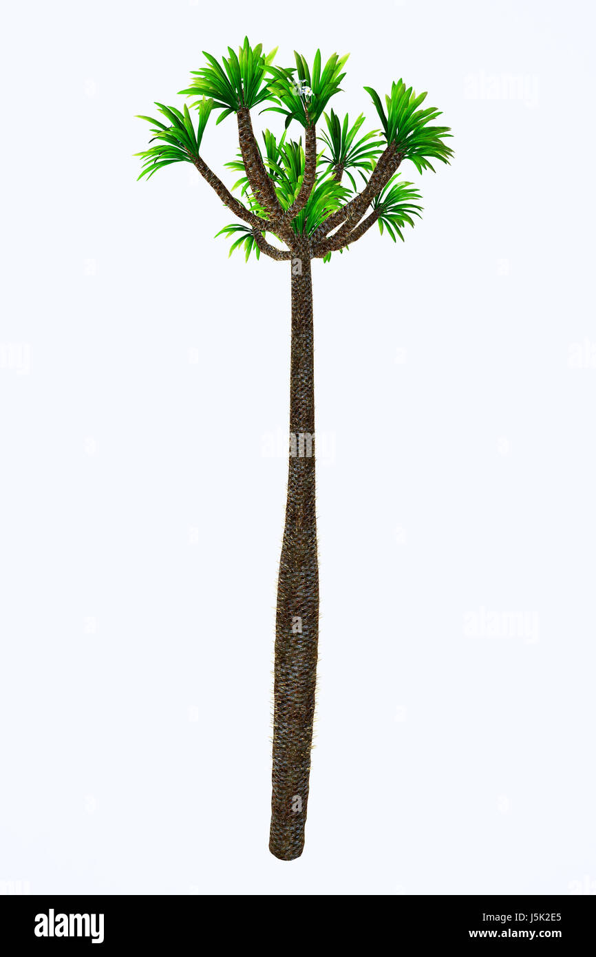 Pachypodium lamerei - Pachypodium est un genre de plante qui vit dans les arbres de l'Afrique dans des conditions sèches et arides sur Madagascar et le continent. Banque D'Images