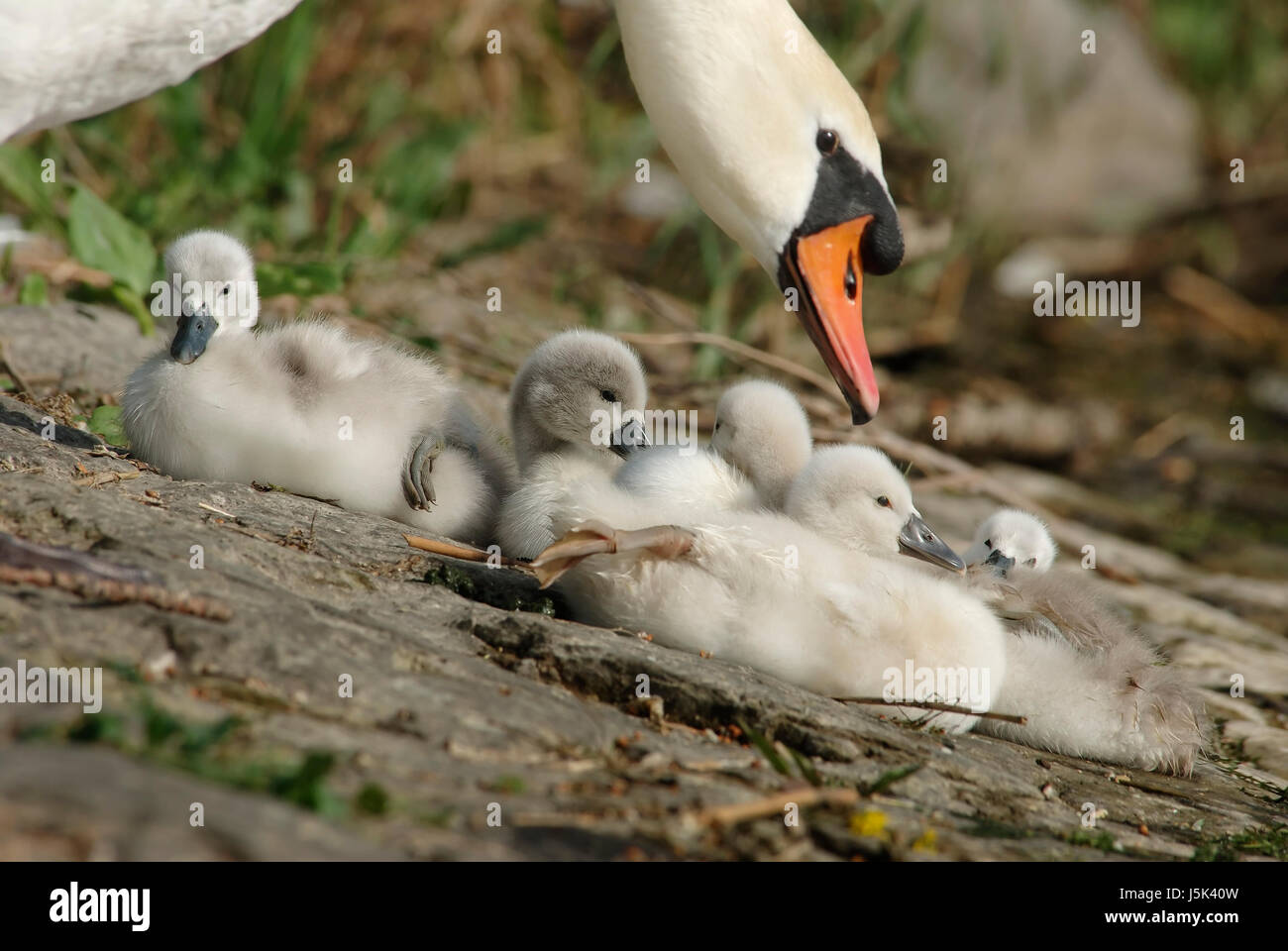 Organe de l'œil du mensonge swan se trouve couché bien-être mise en drapeau bec grace câlins Banque D'Images