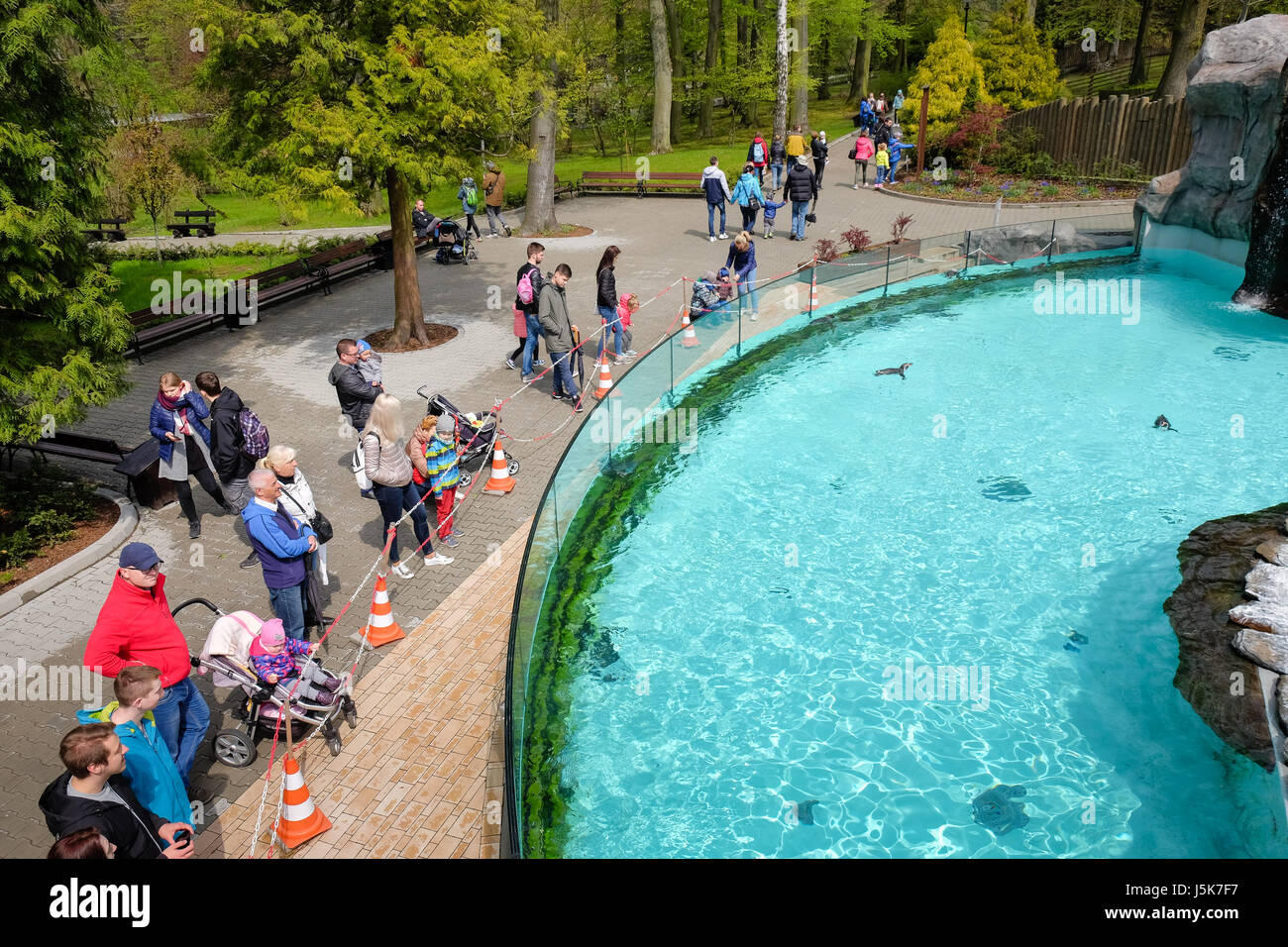 Le manchot de Humboldt (Spheniscus humboldti) (appelé aussi penguin chiliens, péruviens, penguin ou patranca) à Cracovie, Pologne Parc Zoo Banque D'Images