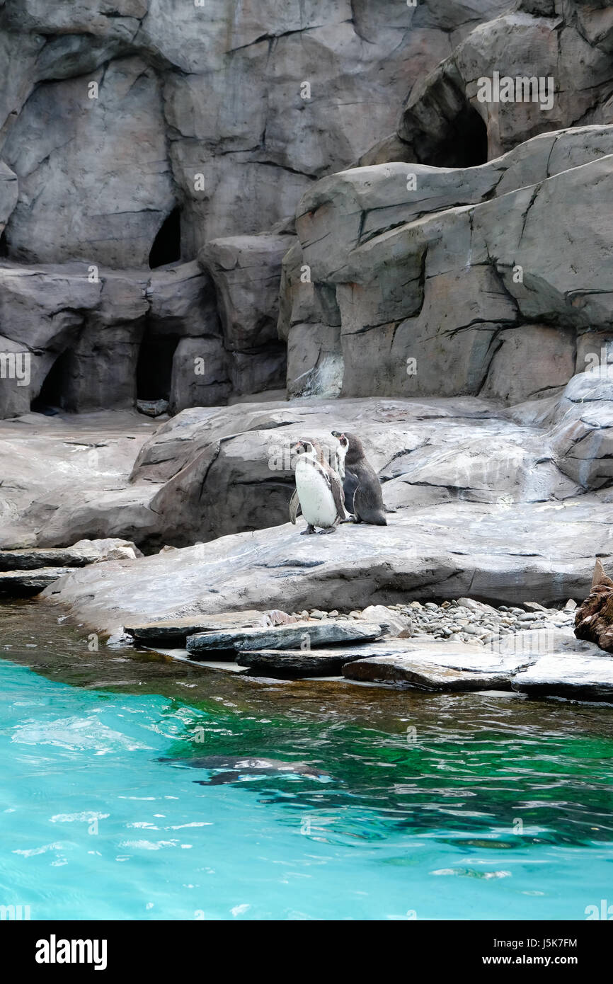 Le manchot de Humboldt (Spheniscus humboldti) (appelé aussi penguin chiliens, péruviens, penguin ou patranca) à Cracovie, Pologne Parc Zoo Banque D'Images