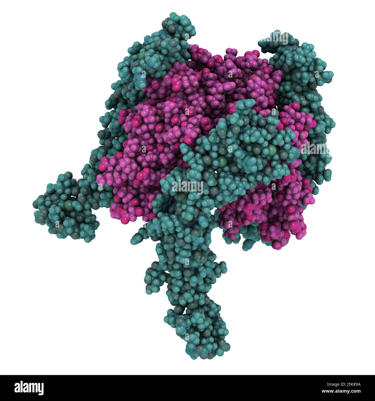 OX40-OX40L (complexes domaines extracellulaires). OX40 est également connu comme membre de la superfamille du facteur de nécrose tumorale (TNFRSF4 4) ou CD134. Banque D'Images