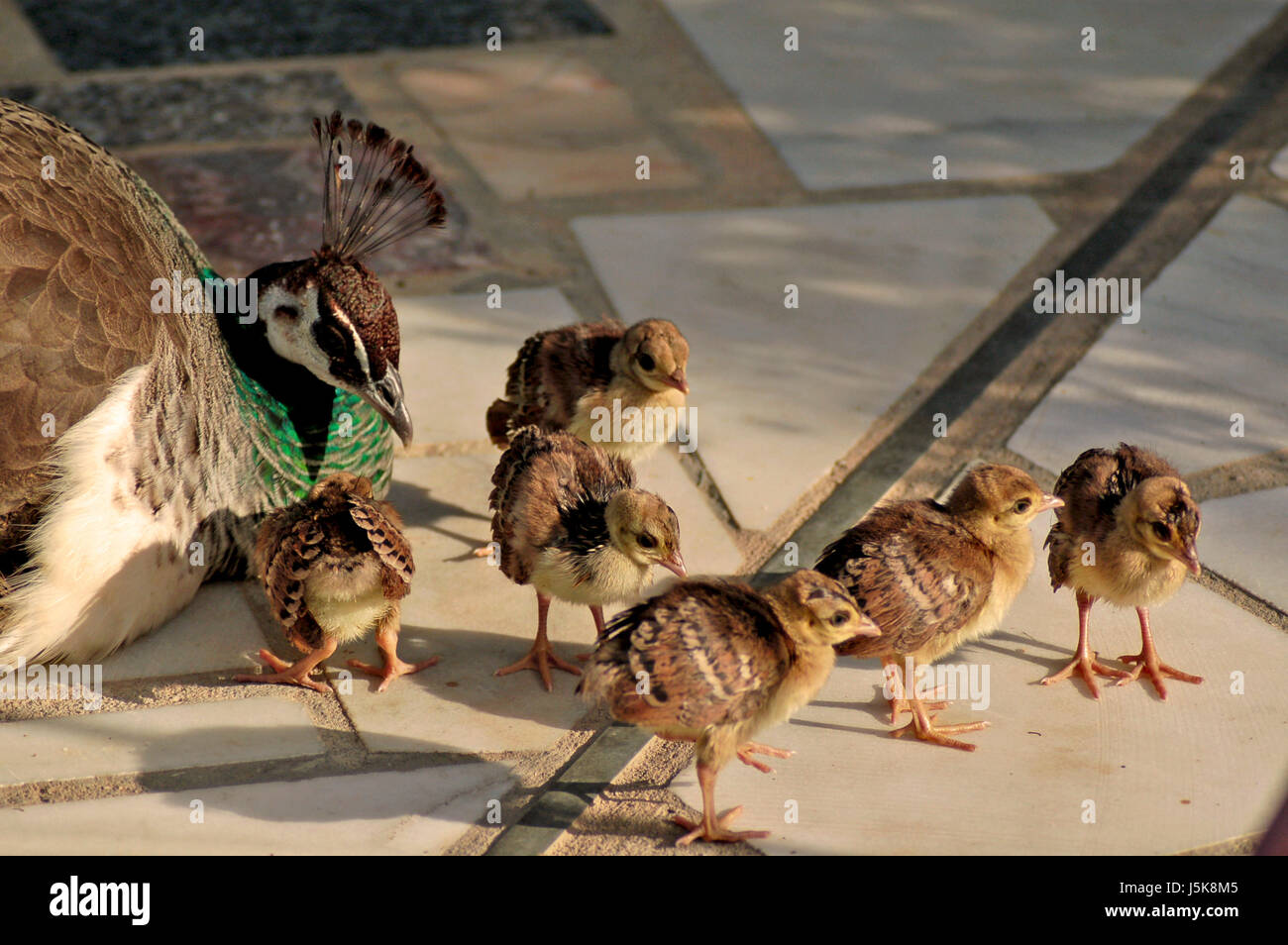 Mère maman Ma maman poule poussin peacock mères poule séance famille famille mignon Banque D'Images