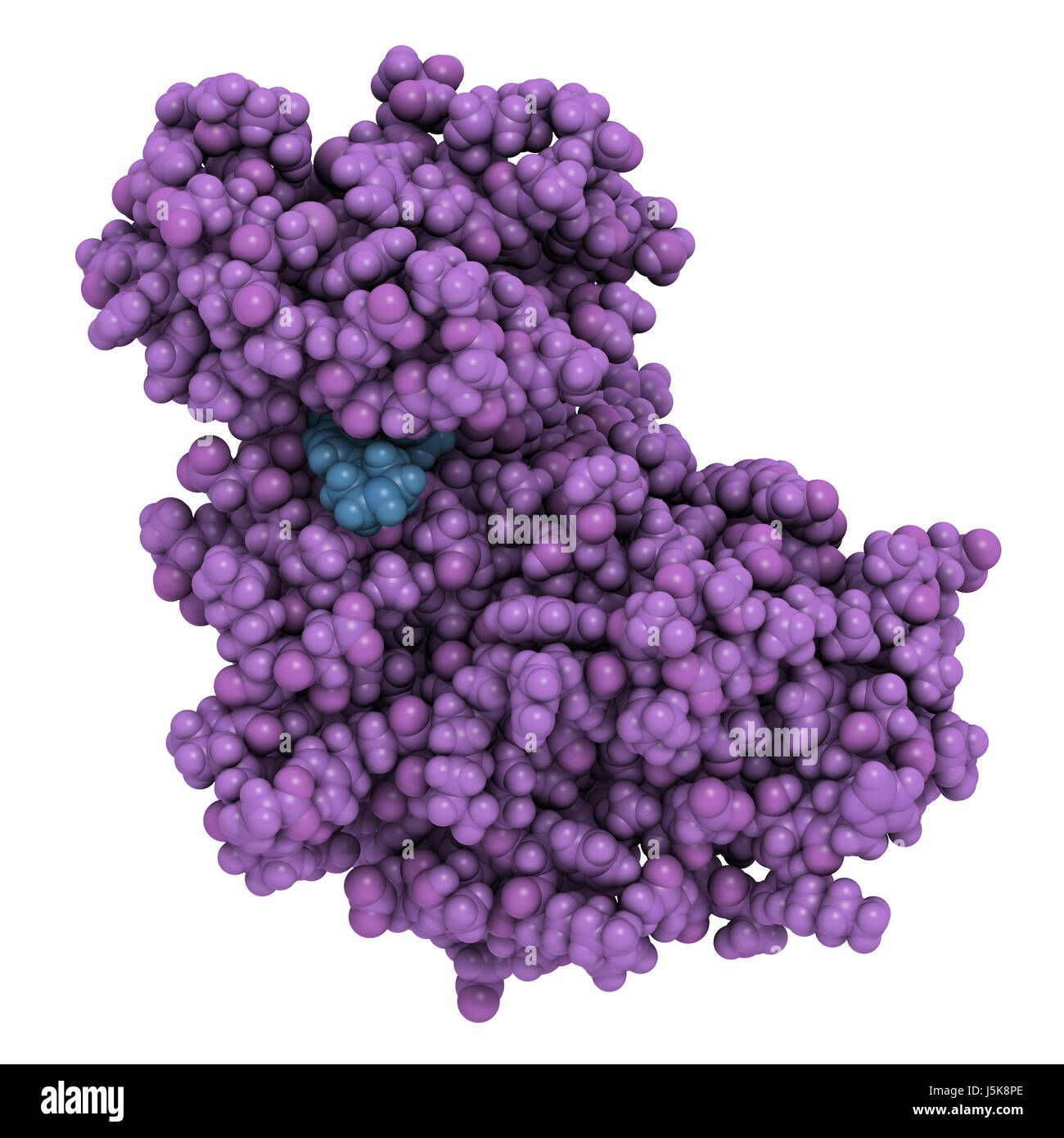 La kinase cycline-dépendante CDK6 (6) lié à l'inhibiteur ribociclib. Enzyme impliquée dans la régulation du cycle cellulaire et de la cible de plusieurs médicaments antitumoraux. Banque D'Images