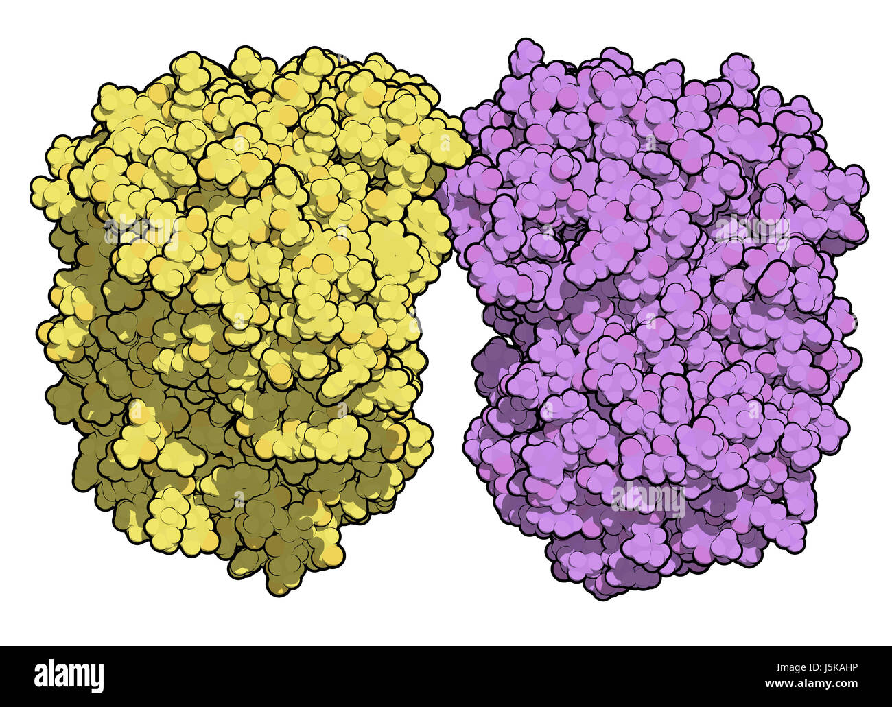 Tripeptidyl peptidase I enzyme. Des mutations dans le gène correspondant PPT1 conduisent à la fin de céroïde lipofuscinose neuronale neuronale infantile. Banque D'Images